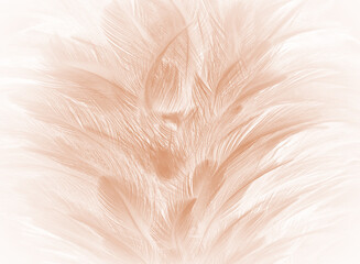feather texture pattern for background