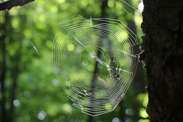 Spider web spun on a tree in the wilderness