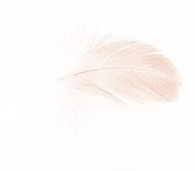 Beautiful brown feather isolated on white background