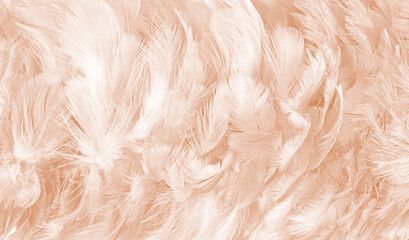 brown feather texture pattern for background