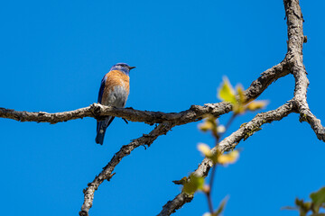 Western Bluebird Standing on Tree Branch