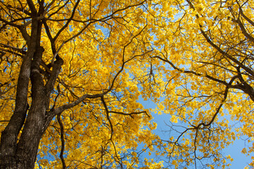 guayacan trees with yellow flowers under the blue sky in ecuador