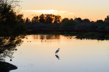 Obraz na płótnie Canvas Heron in Lake at Sunset