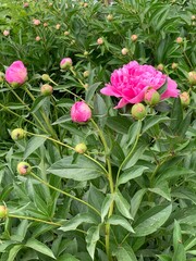 pink peony