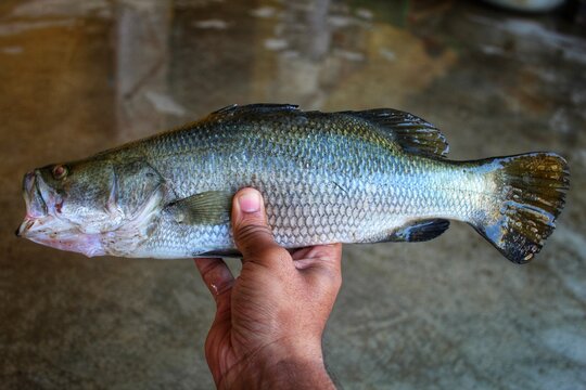 Big bekti lates calcarifer fish in hand in nice blur background
