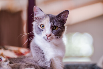 cute cat look at you