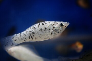 spotted white sailffin molly fish in a fish tank
