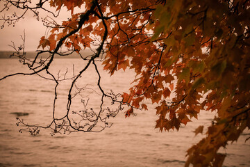 maple tree by lake in autumn
