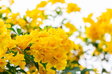 Yellow flower