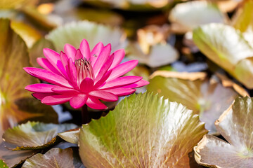 Lotus flower in bloom