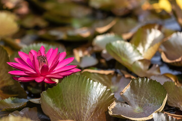 Lotus flower in bloom