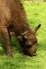 żubr, podlasie, puszcza białowieska © Marcin