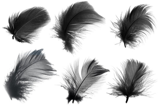 black swan feather isolated on white background
