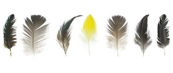 Beautiful collection feather isolated on white background