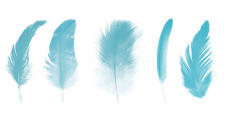 Beautiful collection green turquoise colors tone feather isolated on white background