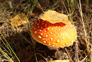 Forest medicinal poisonous mushroom fly agaric in a forest glade