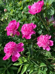 pink peonies