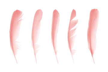 Beautiful collection light pink feathers isolated on white background