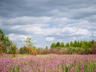 Bright pink flowers of ivan tea or cypress on the field, against the blue sky. Beautiful summer landscape, background screensaver