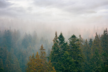 coniferous forest on a foggy day. green nature background with autumnal grey sky. mysterious atmosphere