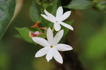 Blooming two white flowers with their buds