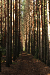 Fototapeta premium impenetrable pine forest with rare bright rays of the sun, Russia, Siberia