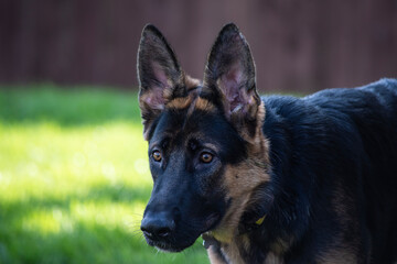 german shepherd dog