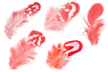 Beautiful collection red feather isolated on white background