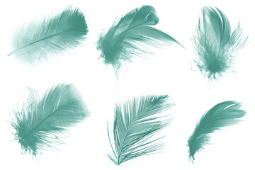 Beautiful collection dark green  colors tone feather isolated on white background ,trends color