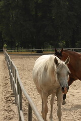 Koń, konie, Janów Podlaski, angloaraby, zwierzęta © Marcin