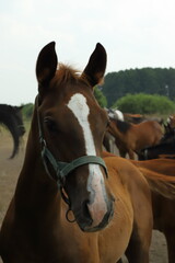 Obraz premium Koń, konie, Janów Podlaski, angloaraby, zwierzęta