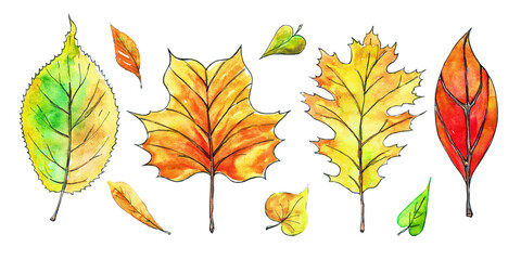 Watercolor illustration with bright leaves Autumn set for design.
