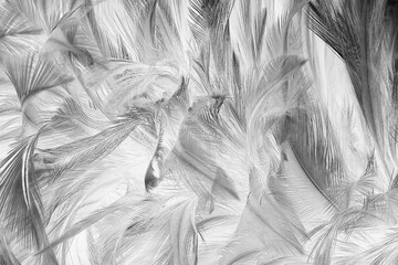 Beautiful dark black feather pattern  texture background