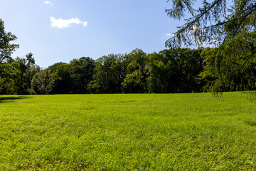 green grass and blue sky