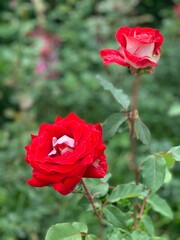 red rose in garden