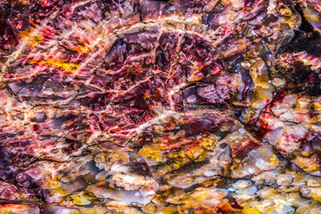 Obraz na płótnie Canvas Petrified Wood Rock Abstract Background National Park Arizona