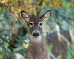 deer in the forest