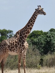 giraffe in the wild