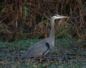 great blue heron