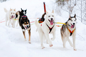 a team of happy huskies sleddog mushing during winter time animalwefare in finland with blue eyes...