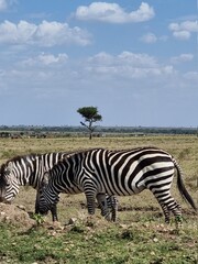 Fototapeta premium zebra in the wild