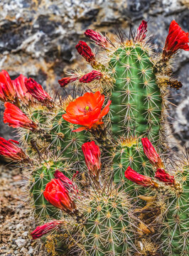 Red Orange Flowers Claret Cup Cactus