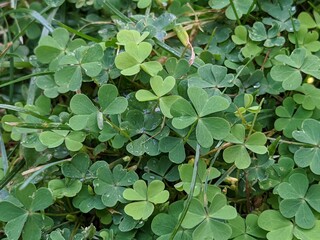 Patch of green clovers on a springtime day