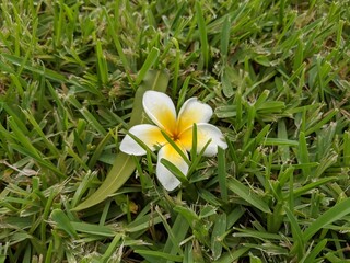 Little yellow and white flower in a bed of green grass