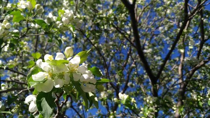 Blooming tree with white blossoms in springtime against a bright blue sky