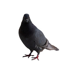 Naklejka premium Pigeon Grey Bird Standing Isolated on White Background. One of the Flight and City Park Life Symbols.