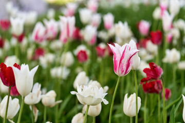 Bright flowers of tulips on a tulip field on a sunny morning