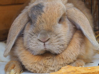 Ein Hase ruht sich aus 