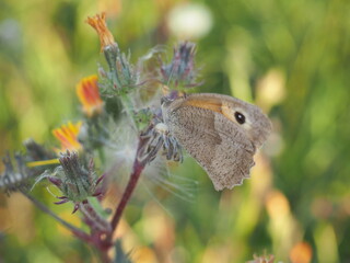 Falter vergnügt sich auf einer Blume 