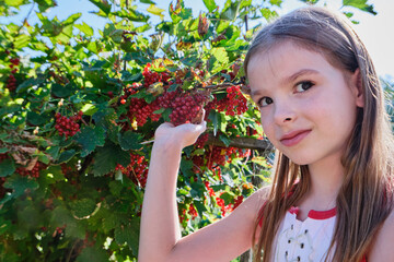 A happy girl, a child holds a red currant in her hand and eats red berry in the garden on a sunny day against the background of a red currant bush. High quality photo